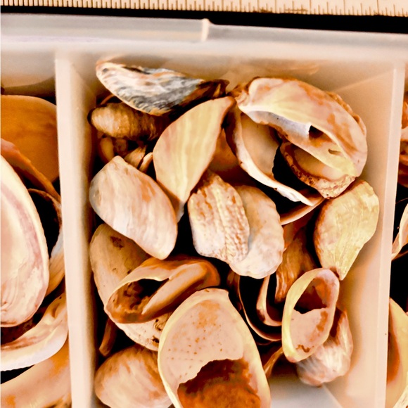 Large lot of bivalve seashells - Picture 6 of 6